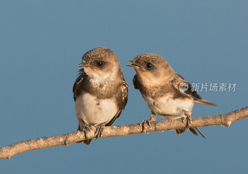 2只沙martins (Riparia Riparia)